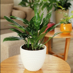 Aglaonema María en internet