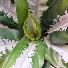 Aglaonema Pattaya