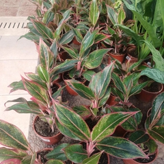 Aglaonema Roja - Vivero Mario