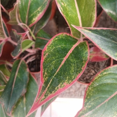 Aglaonema Roja - comprar online