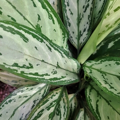 Aglaonema Silver Queen