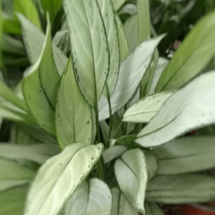 Aglaonema Silver Queen - comprar online