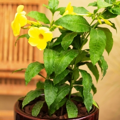 Allamanda - comprar online