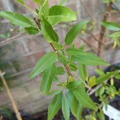 ARBOLES FRUTALES (no cítricos)