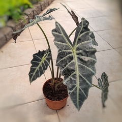 Alocasia Amazónica - Vivero Mario