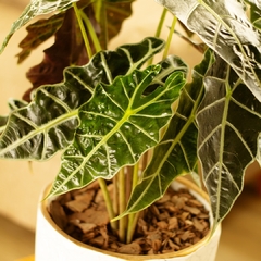 Alocasia Amazónica