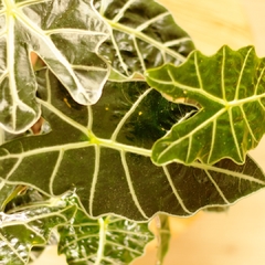 Alocasia Amazónica en internet