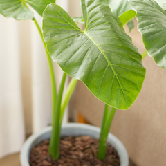 Alocasia Oreja de Elefante en internet