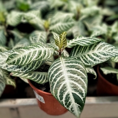 Aphelandra Variegada en internet