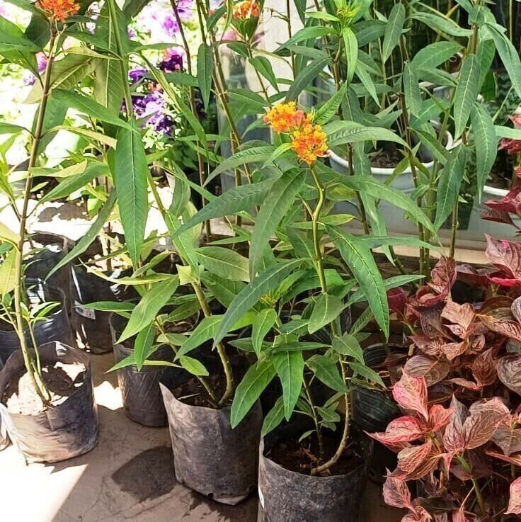 Asclepias curassavica L. Planta tóxica