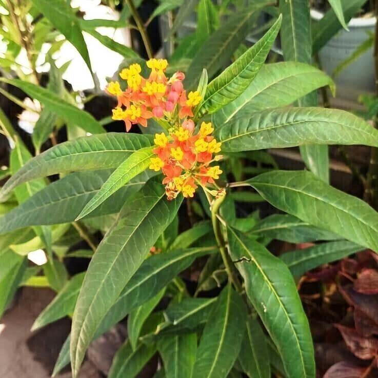 Asclepias curassavica L. Planta tóxica