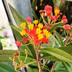 Asclepias Curassavica