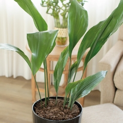 Aspidistra