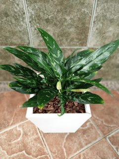 Imagen de Aglaonema María