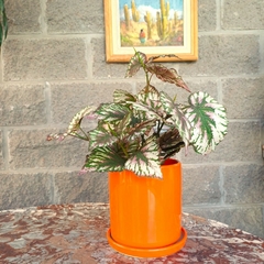 Begonia Rex (Artificial)
