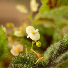 Begonia de la Cruz - Vivero Mario