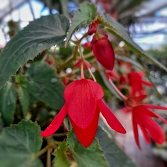 Begonia Boliviensis