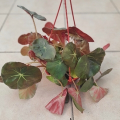 Begonia Erythrophylla - Vivero Mario