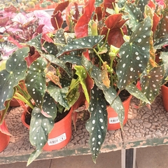 Begonia Maculata - Vivero Mario
