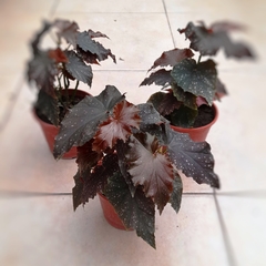 Begonia Negra - comprar online