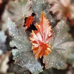 Begonia Negra