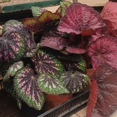 Begonia Rex