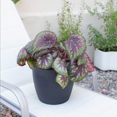 Begonia Rex