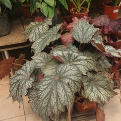 Begonia Rex - comprar online