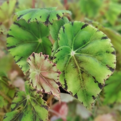 Begonia Persian Brocade