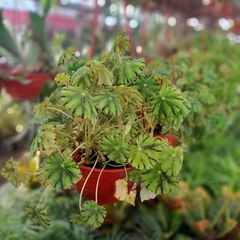 Begonia Persian Brocade - comprar online