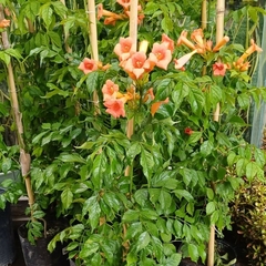 Bignonia Radicans - tienda online