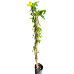 Bignonia Amarilla Uña de Gato - comprar online