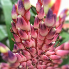 Aechmea Fendleri