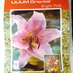 Bulbos de Lilium Perfumado - comprar online