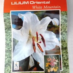 Bulbos de Lilium Perfumado en internet