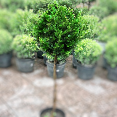 Buxus Topiario - comprar online