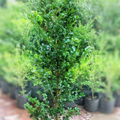 Buxus Sempervirens en internet