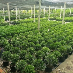 Imagen de Buxus Bocha