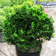 Buxus Bocha