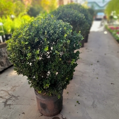 Imagen de Buxus Bocha