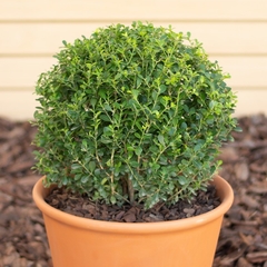 Buxus Bocha - comprar online