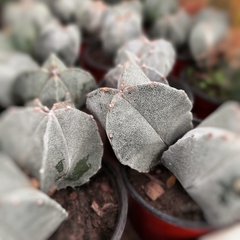 Cactus Astrophytum