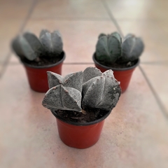 Cactus Astrophytum - comprar online