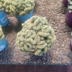 Cactus Cerebro