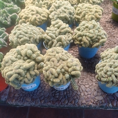 Cactus Cerebro - Vivero Mario