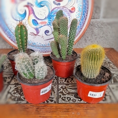 Cactus de Colección - comprar online