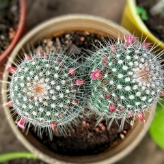 Cactus Especial