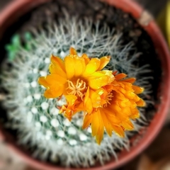 Cactus Especial - comprar online