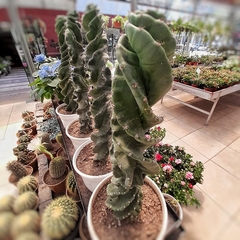 Cactus Helicoidal