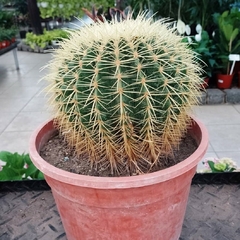 Cactus Grusonii